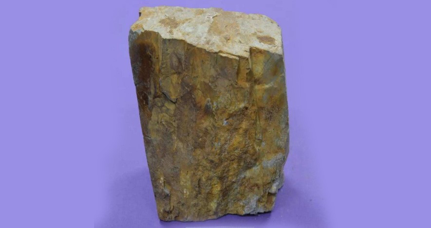 硅質(zhì)頁巖 硅質(zhì)頁巖